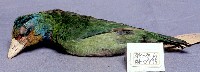 五色鳥藏品圖，第2張